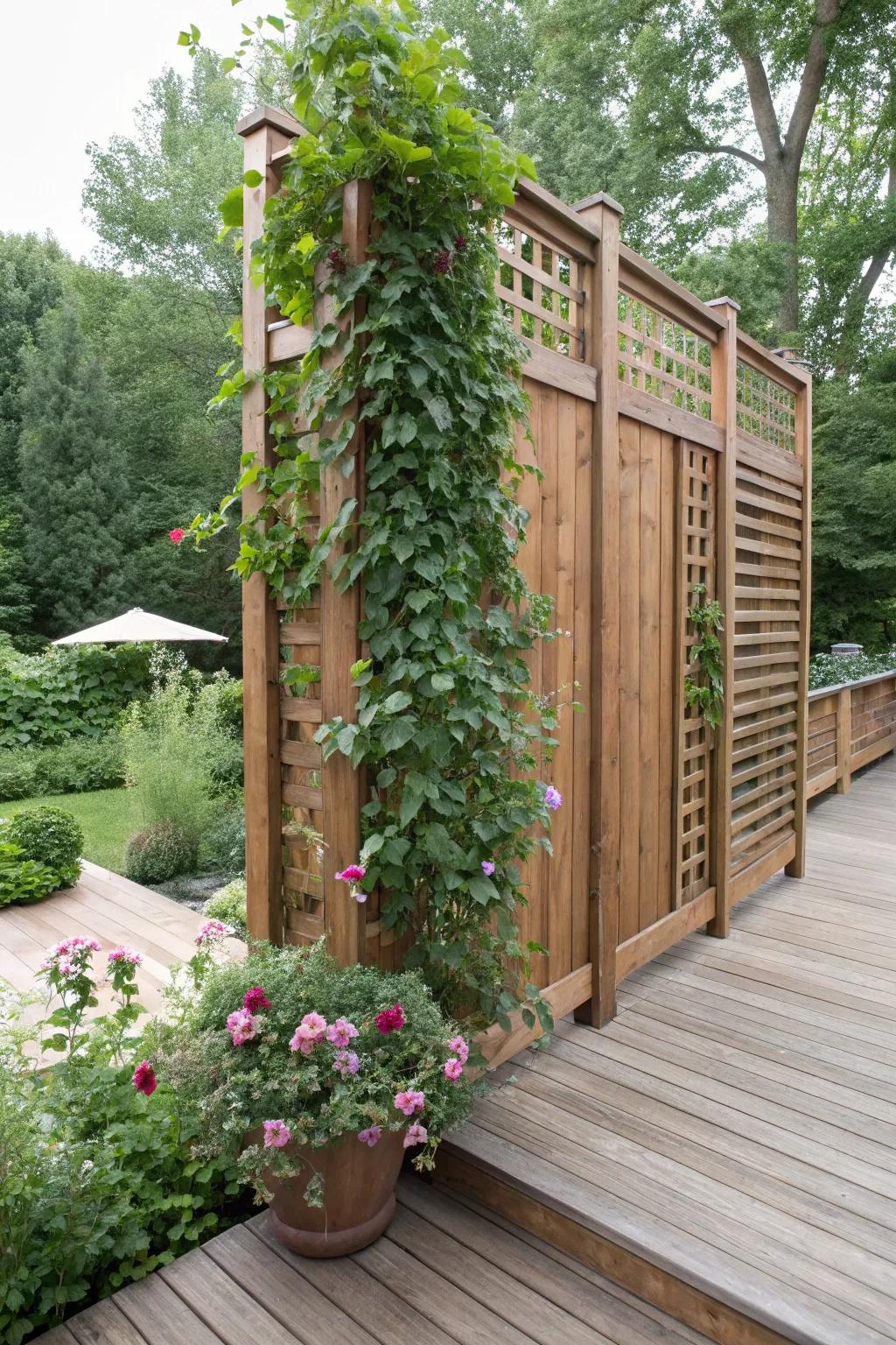 A timber privacy screen is decorated with flourishing climbing flora.
