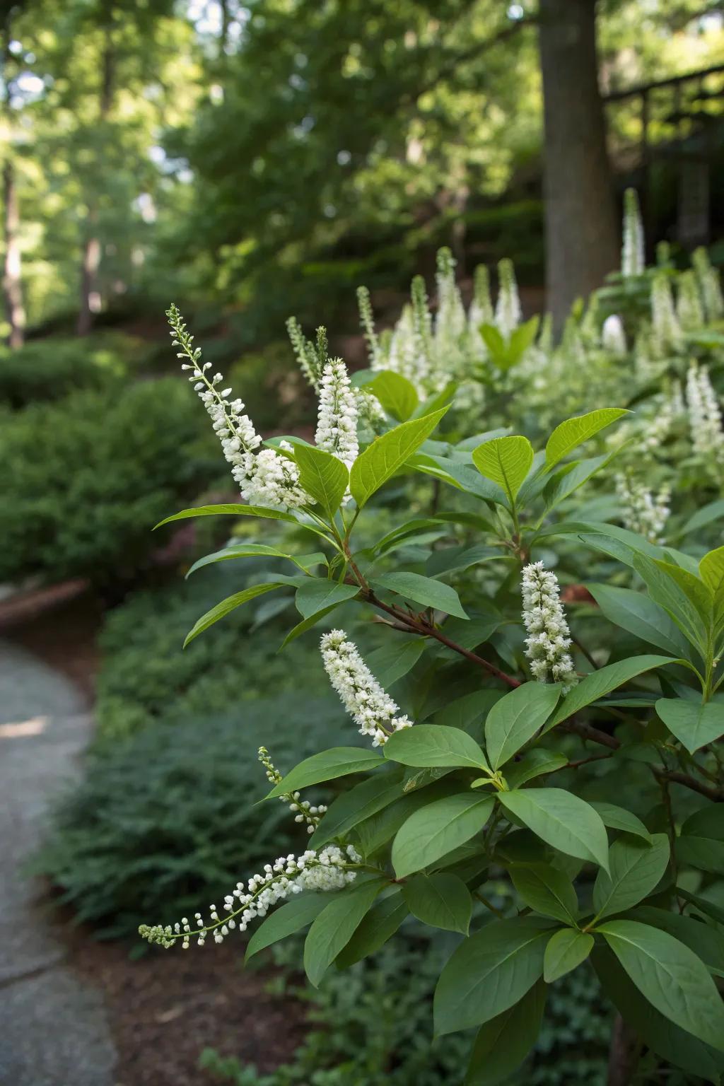 Virginia sweetspire brings fragrance and fall color.