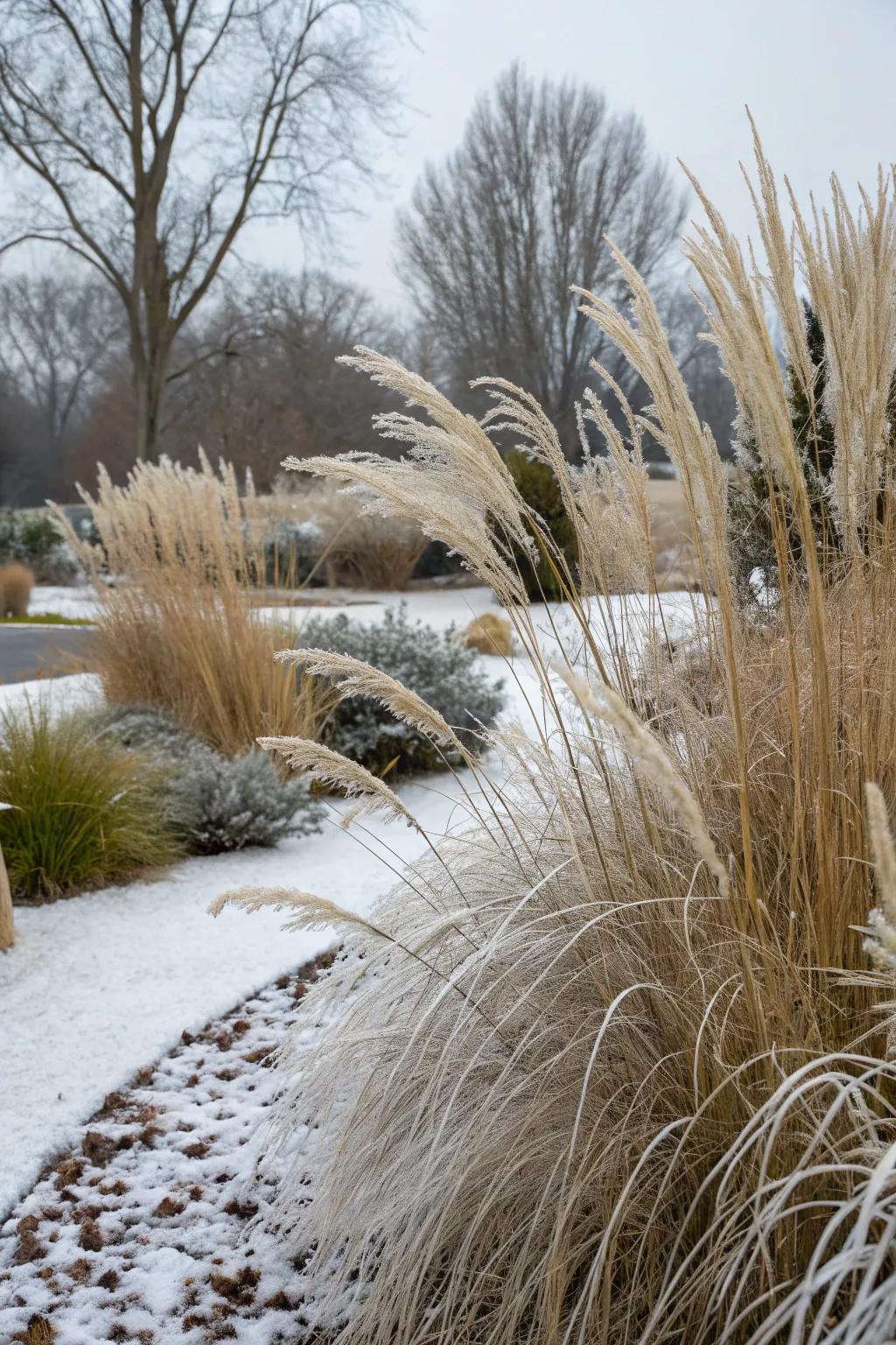 Winter-hardy grasses maintain garden charm year-round.