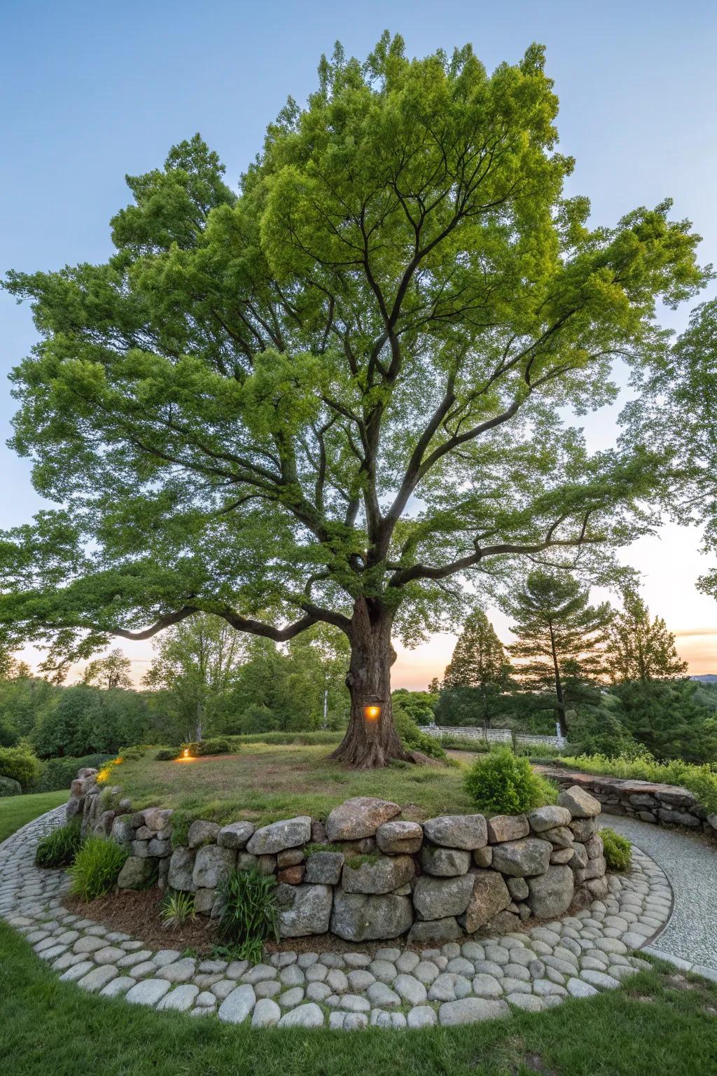 Stone walls can highlight special trees, enhancing garden focal points.