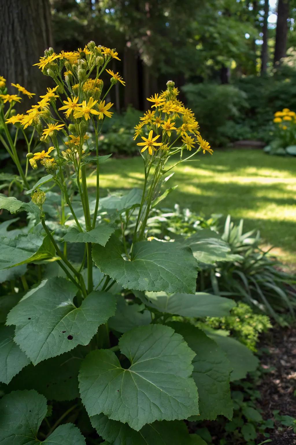 Leopard plant adds bold texture and color contrast.