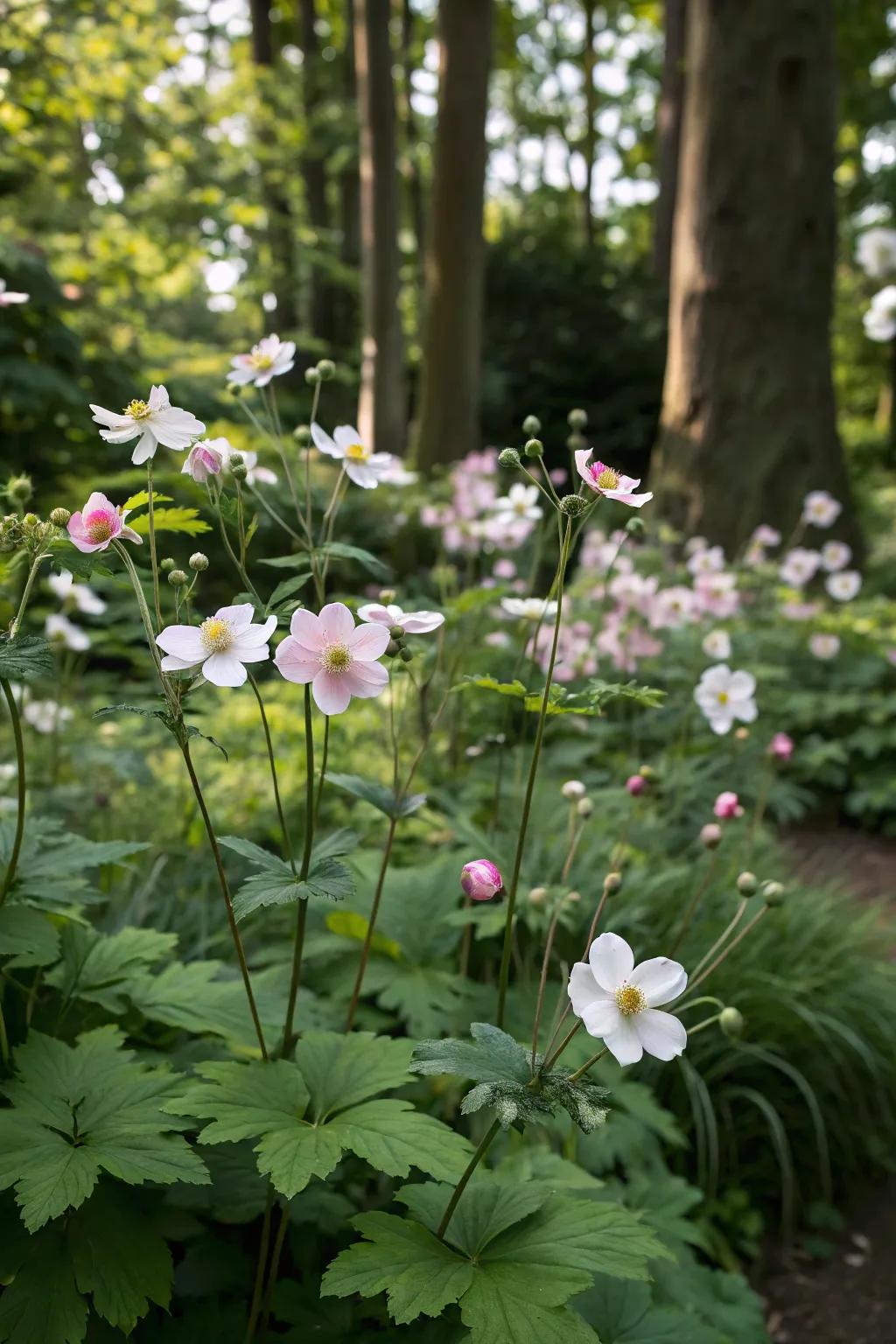 Japanese anemones bring late blooms to shaded gardens.