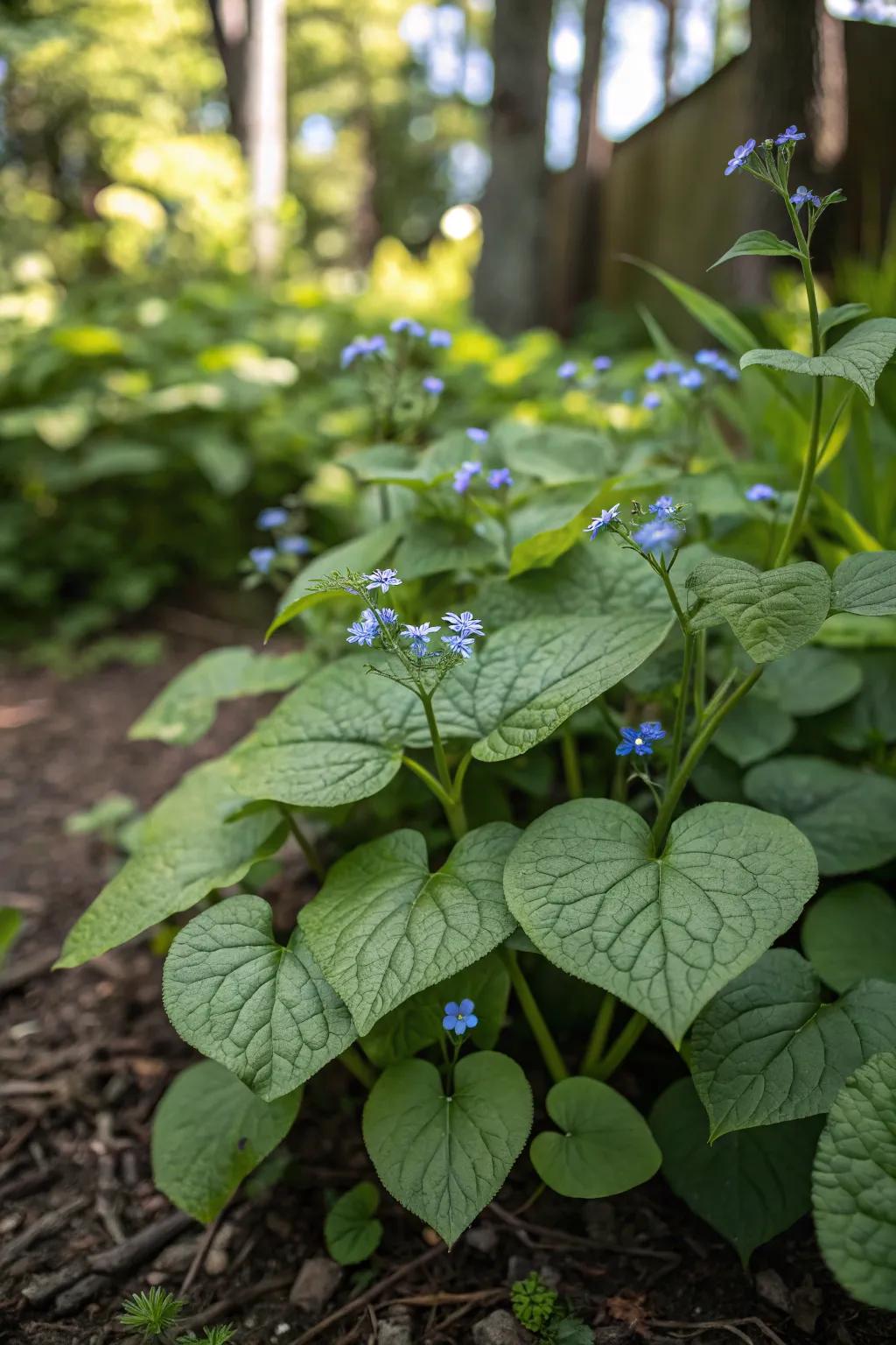 Siberian bugloss provides lush ground cover in shade.