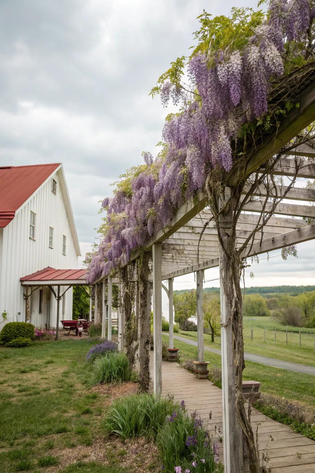 A vine-draped retreat that offers a shaded sanctuary.