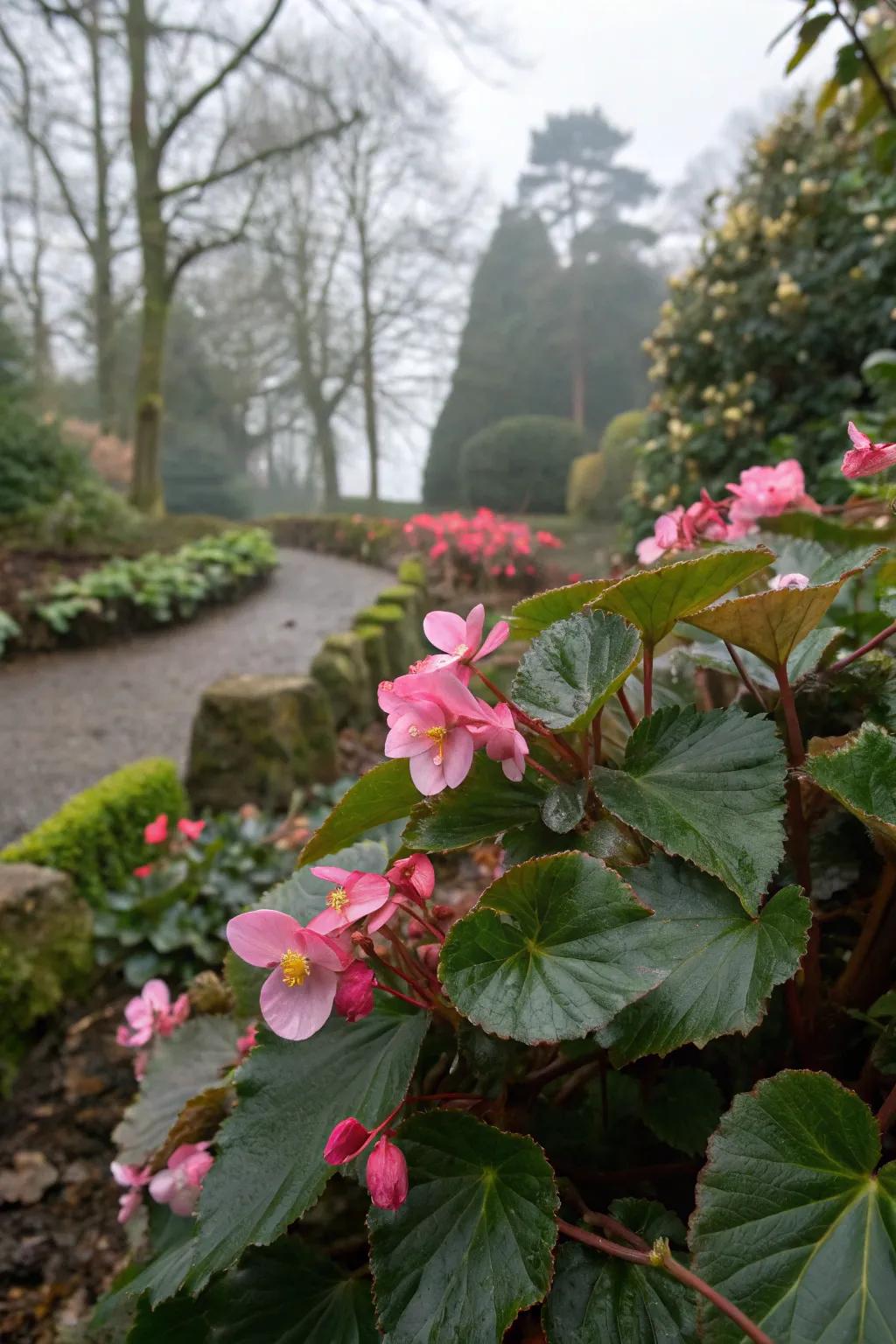 Winter begonias bring year-round beauty to deep shade.