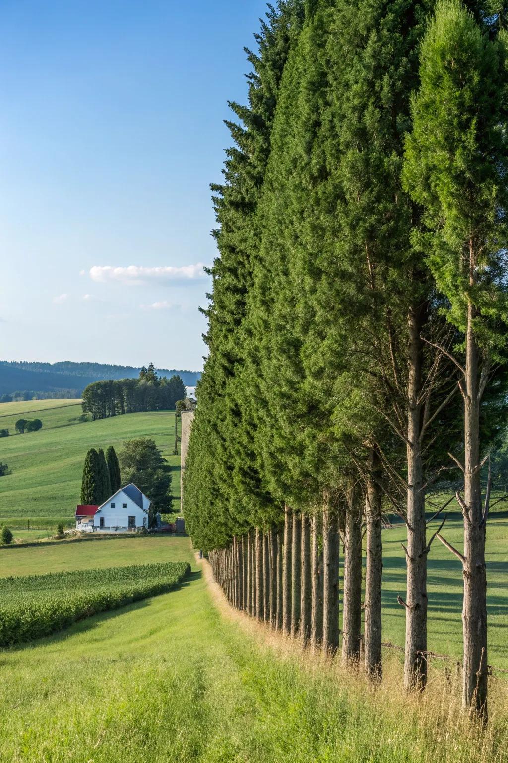 Natural privacy screens that offer seclusion and visual appeal.