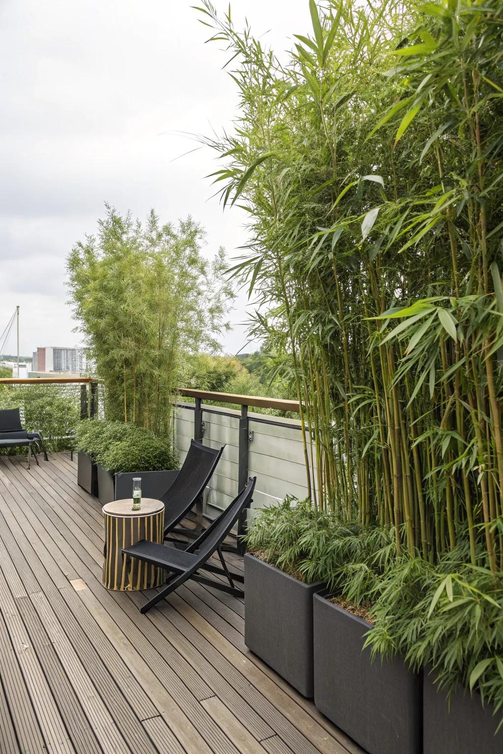 Sky-high bamboo plants in containers provide organic solitude on a deck.