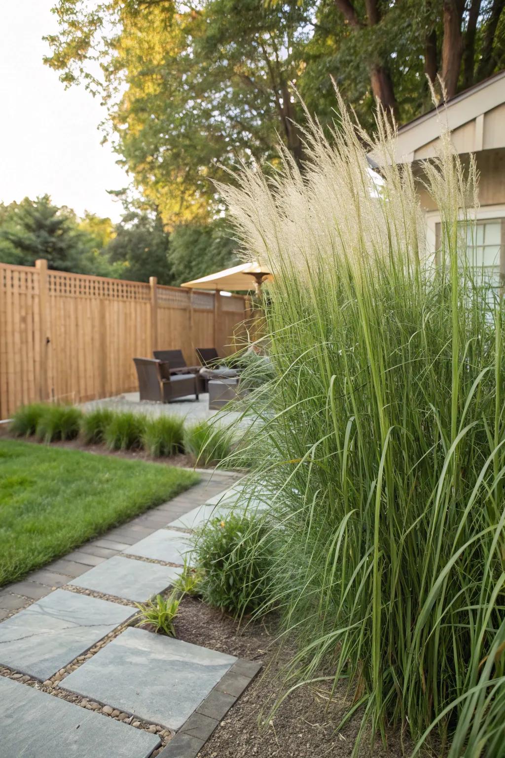 Ethereal Reed Grass creates a tall, refined privacy screen.