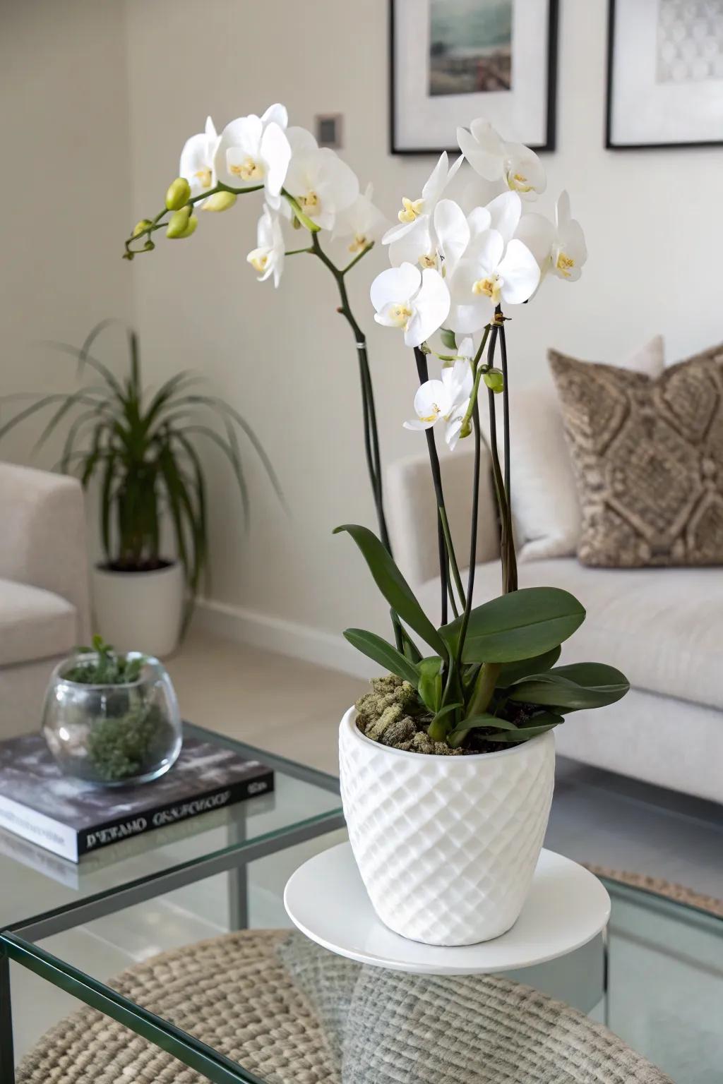 An elegant orchid design boasting a modern flair.