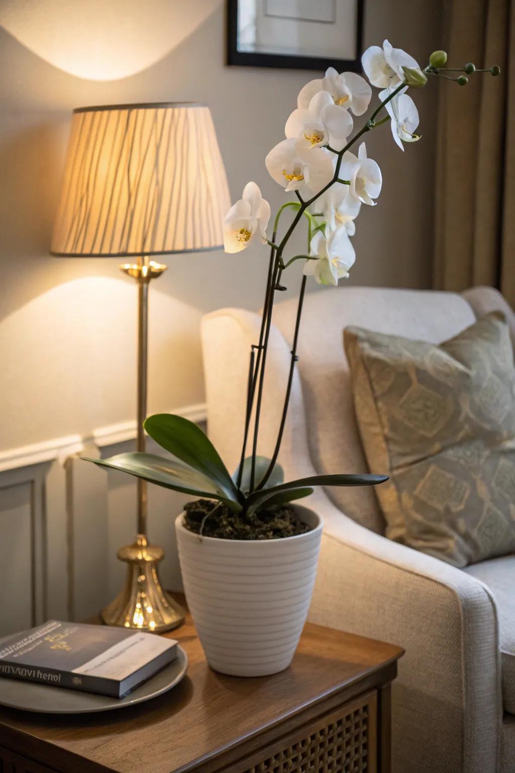 A minimalist white orchid adding elegance to a cozy corner.