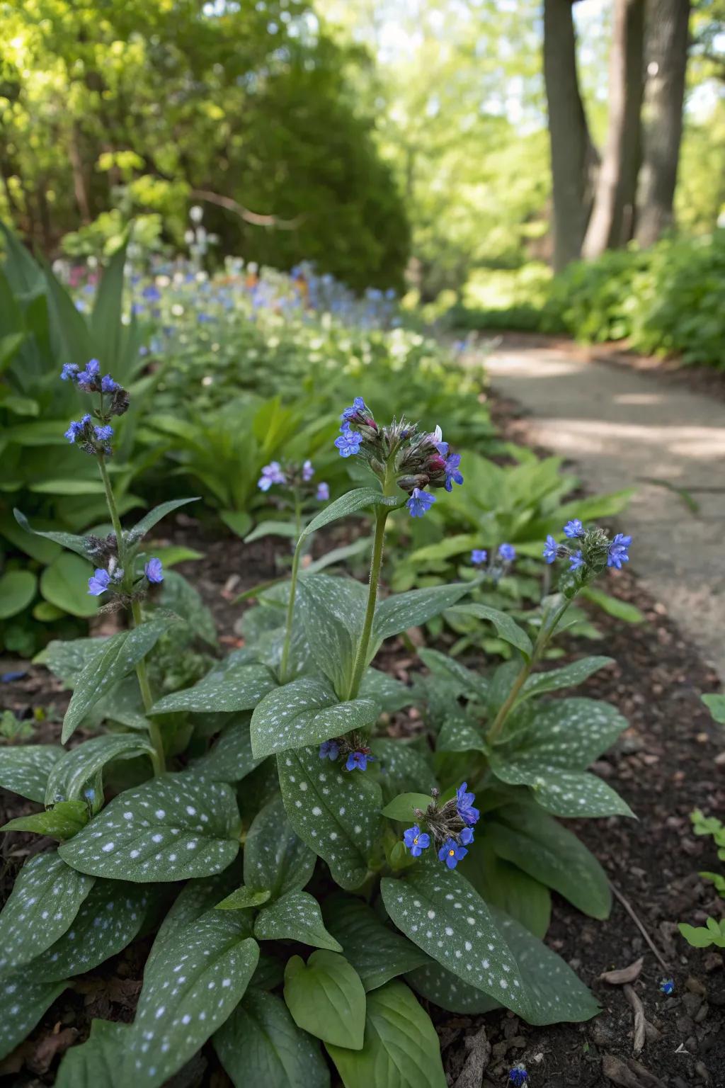 Lungwort adds an unusual flair to shaded gardens.