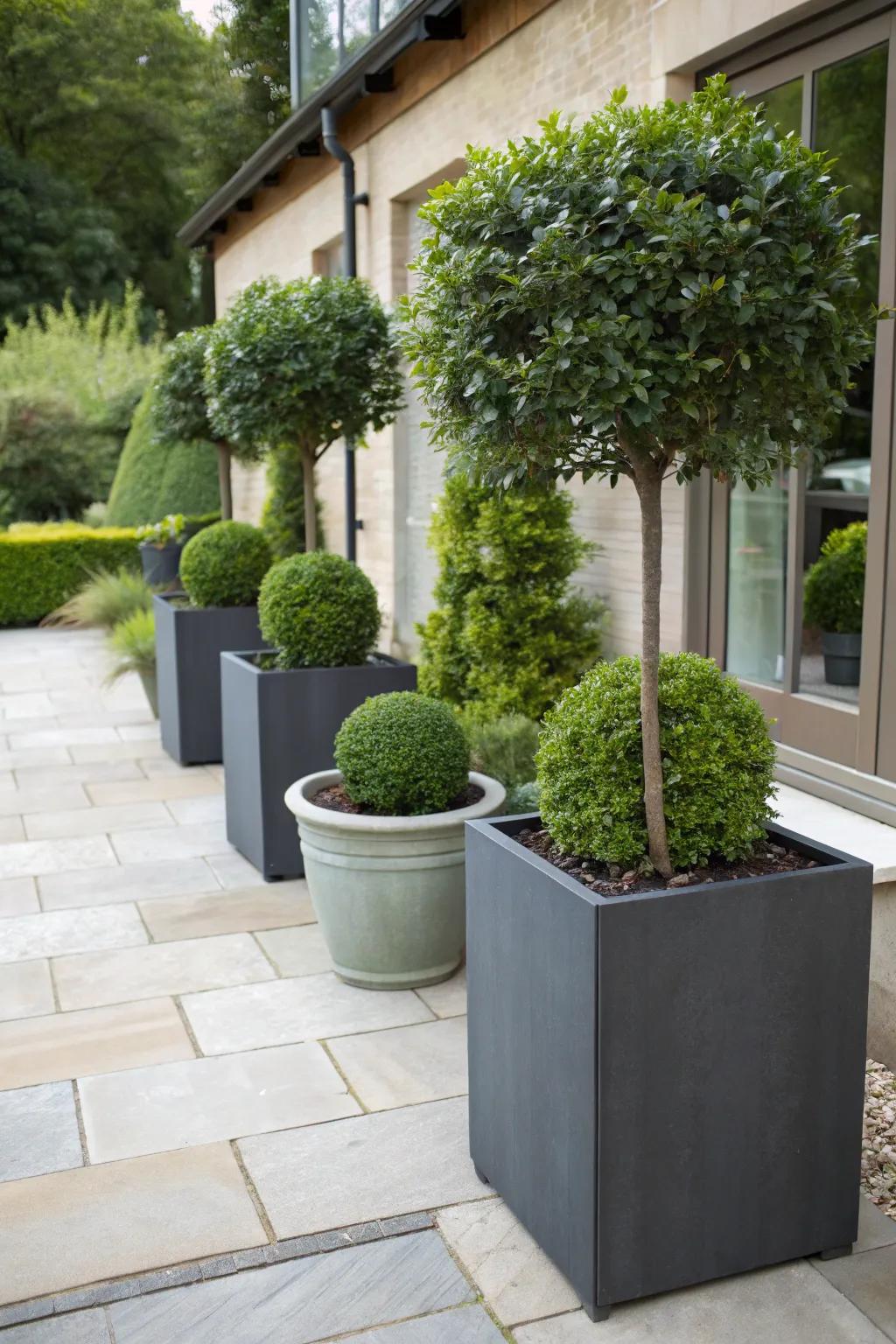 Container hedges ideal for patios and small spaces.