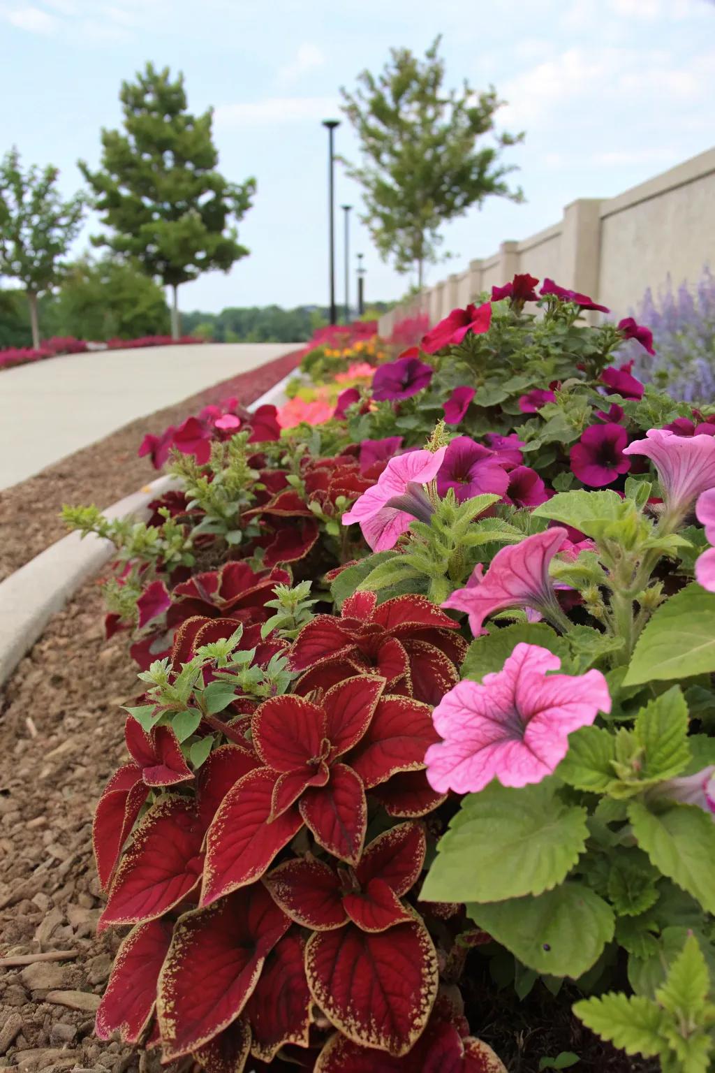 Rainbow foliage enhances the scenic appeal of blooming petunias.