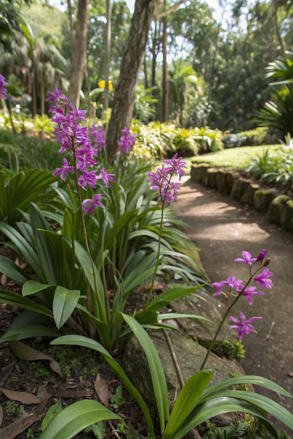 Ground orchids add a tropical flair to the garden.