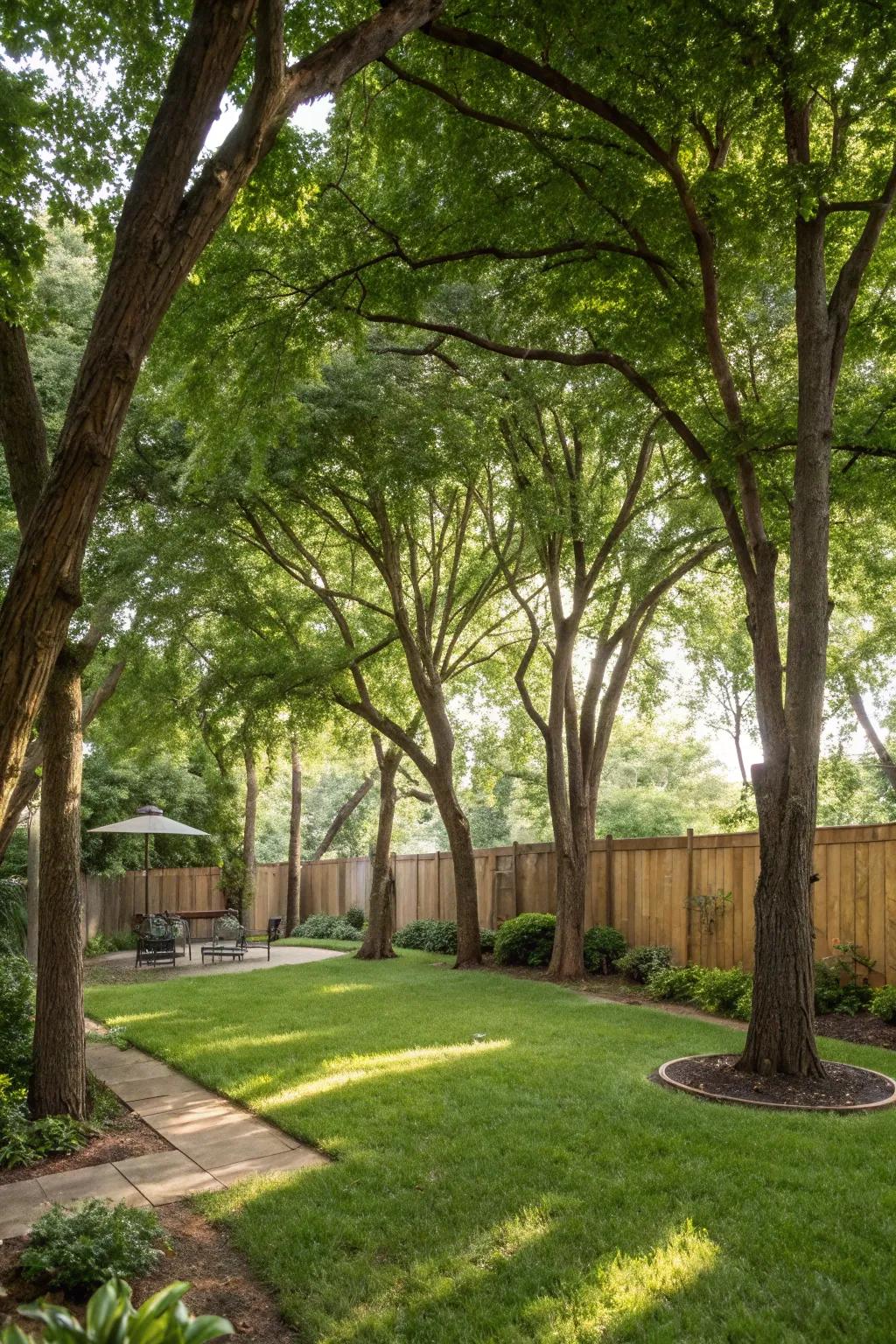 Fast-growing trees create a natural barrier for your yard.