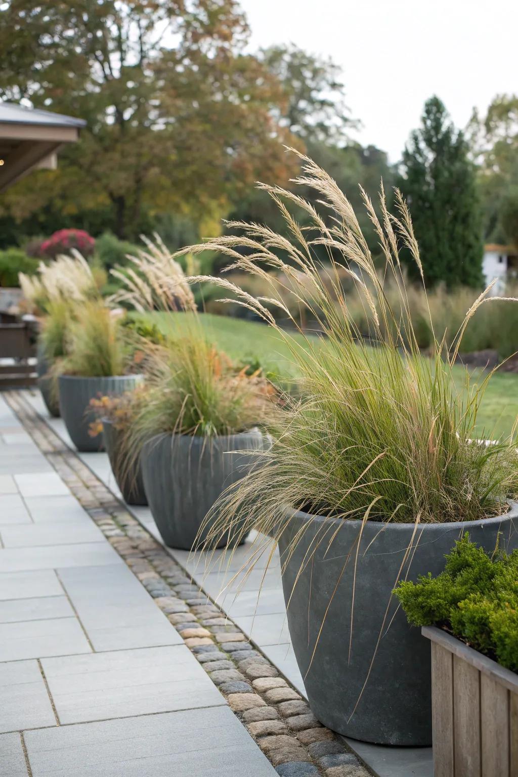 Grasses in pots enhance outdoor areas.