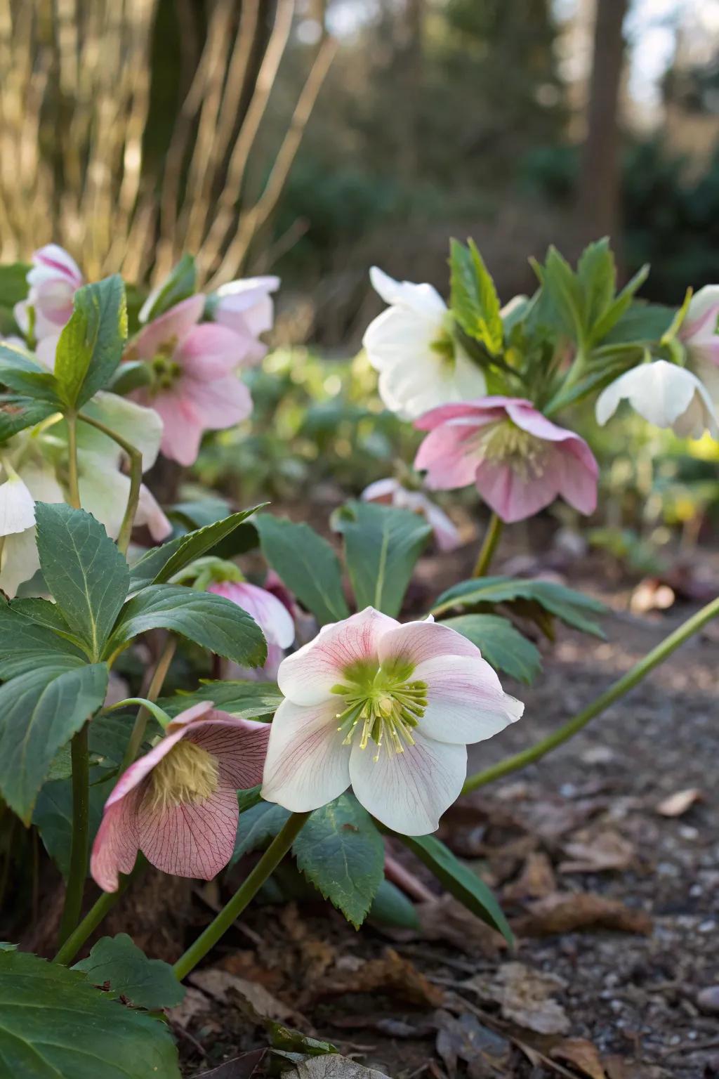 Hellebores bring early spring blooms to the shade.