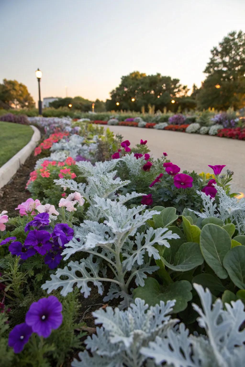Silver dust plant's silvery foliage offers a refreshing contrast to vibrant petunias.